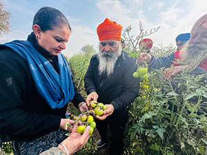JAI INDER KAUR VISITS TOMATO FARMERS OF SANAUR AFFECTED BY BLIGHT ATTACK Thumbnail